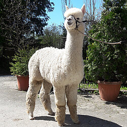 AURa Blue Moet AURa Blue Moet