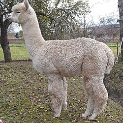 AEC Peruvian Brian AEC Peruvian Brian