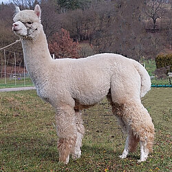 AURa Brian's Bellemont